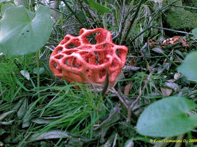 Clathrus cancellatus